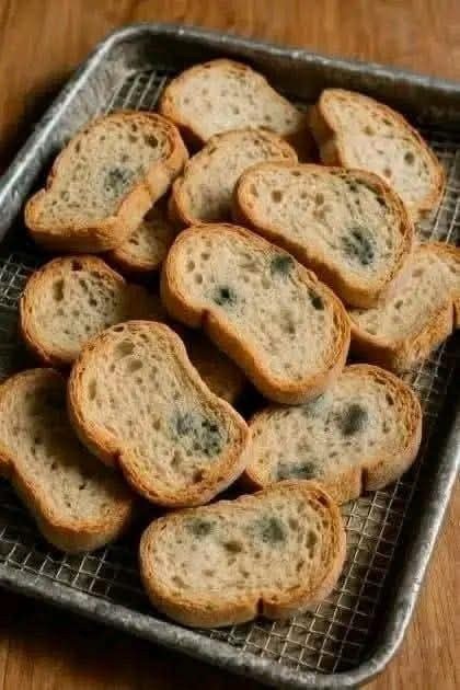 596803342_1365659315345386_8134247982206137033_n