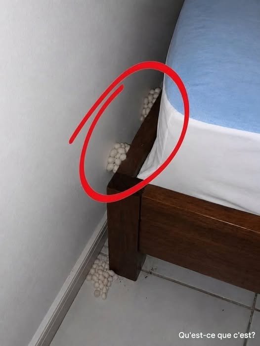 775537607_2545992275920637_7671624263899054810_n